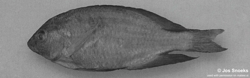 Otopharynx sp. 'high fin' Nkhotakota
